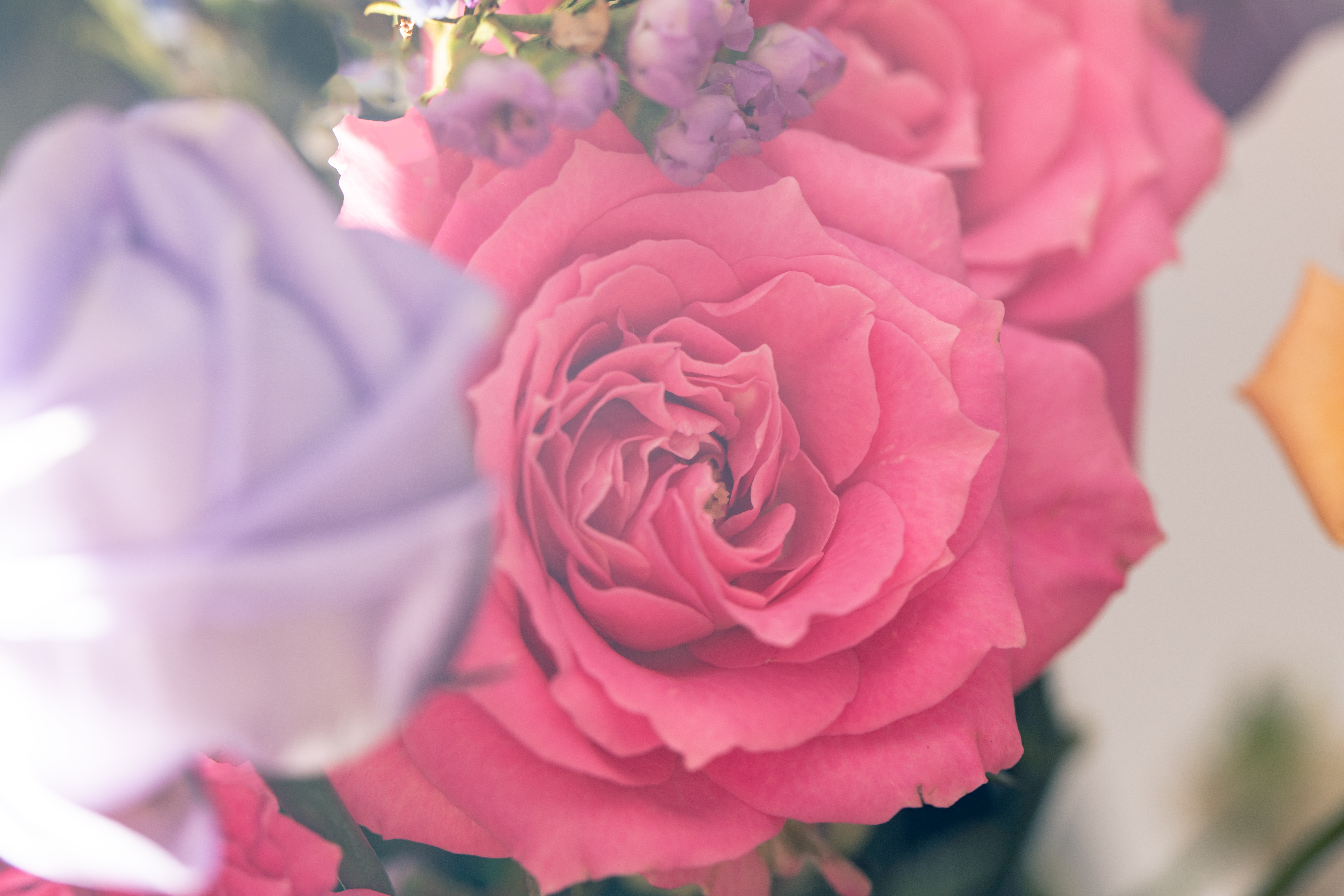 ピンク色のバラの花の写真素材 ぱくたそ