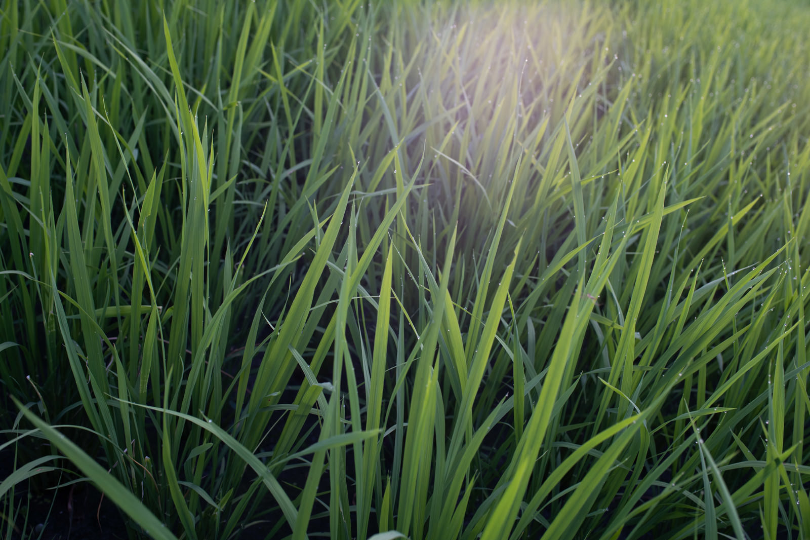 雨粒が煌めく稲の葉先の写真素材 ぱくたそ