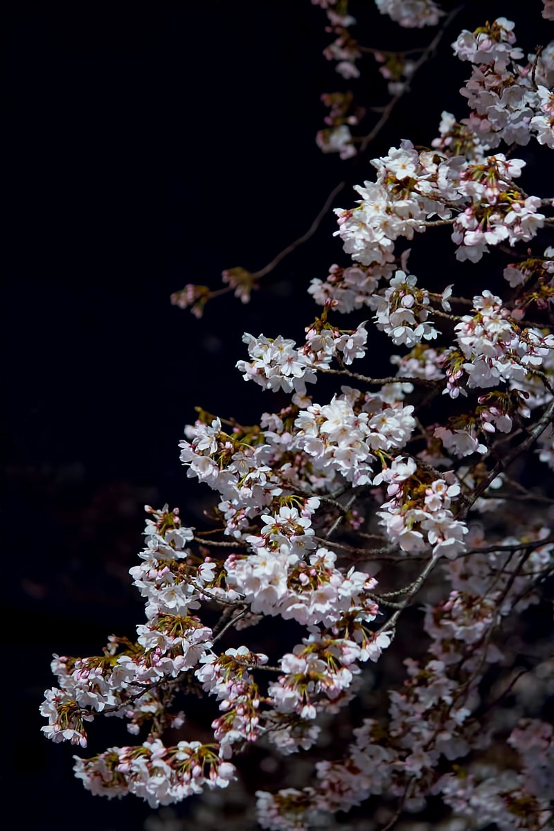 暗闇と夜桜の写真 フリー素材は ぱくたそ 写真を無料ダウンロード