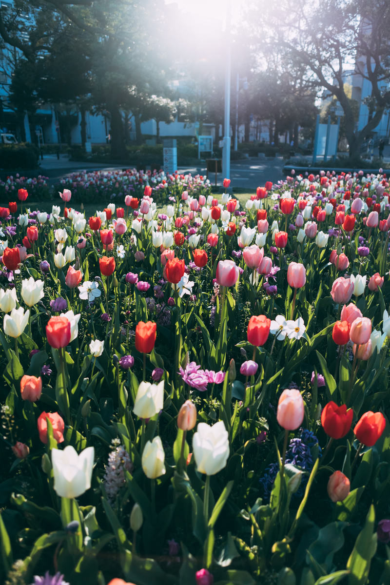 チューリップの花たちの写真を無料ダウンロード フリー素材 ぱくたそ チューリップの花たちの写真を無料ダウンロード フリー素材 ぱくたそ