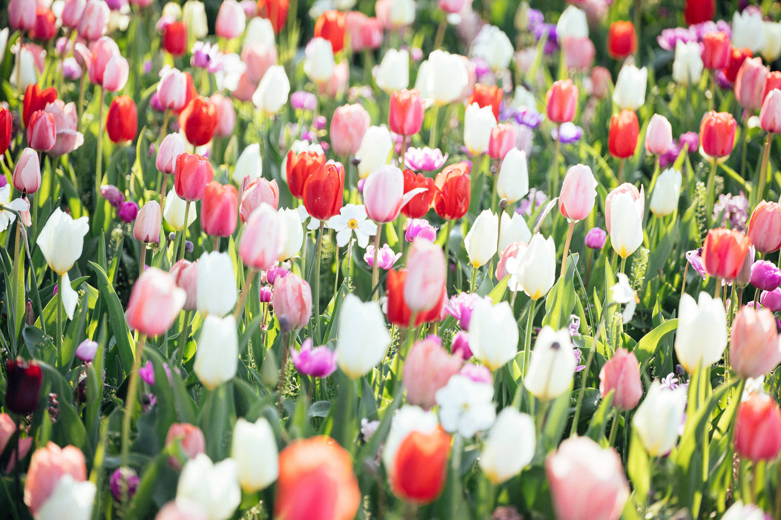 一面のチューリップの写真素材 ぱくたそ