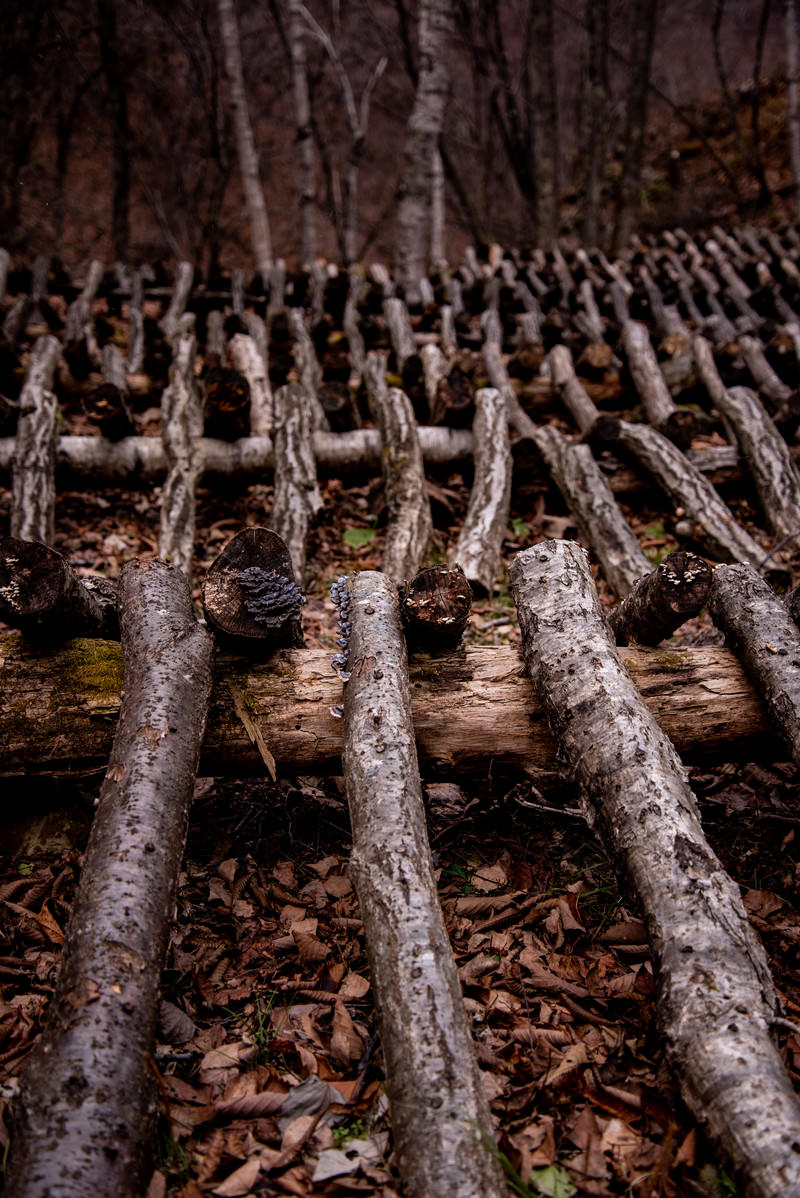 椎茸栽培の駒打ちが終わった大量の原木の写真素材を拡大・トリミング加工（JPG画像） - ぱくたそ