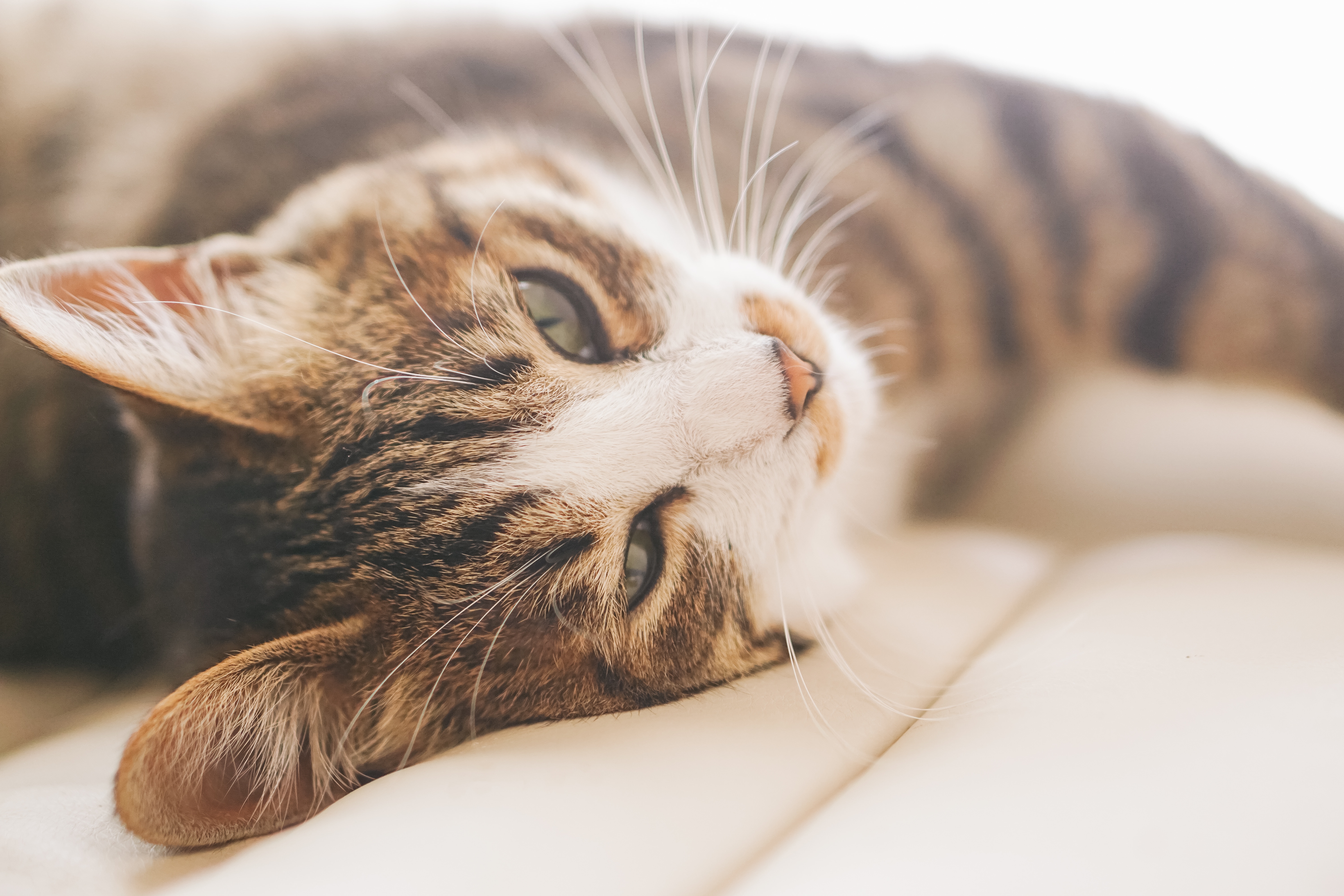 朝からgdgdにゃんこの写真素材 ぱくたそ