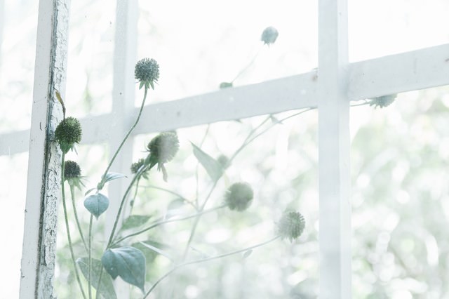 古びた窓枠と植物