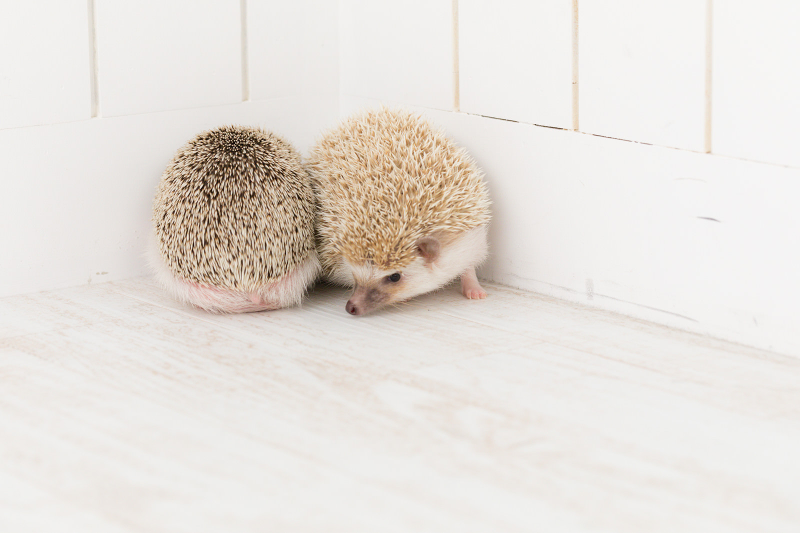 壁際で寄り添う二匹のハリネズミの写真を無料ダウンロード フリー素材 ぱくたそ 壁際で寄り添う二匹のハリネズミの写真を無料ダウンロード フリー素材 ぱくたそ