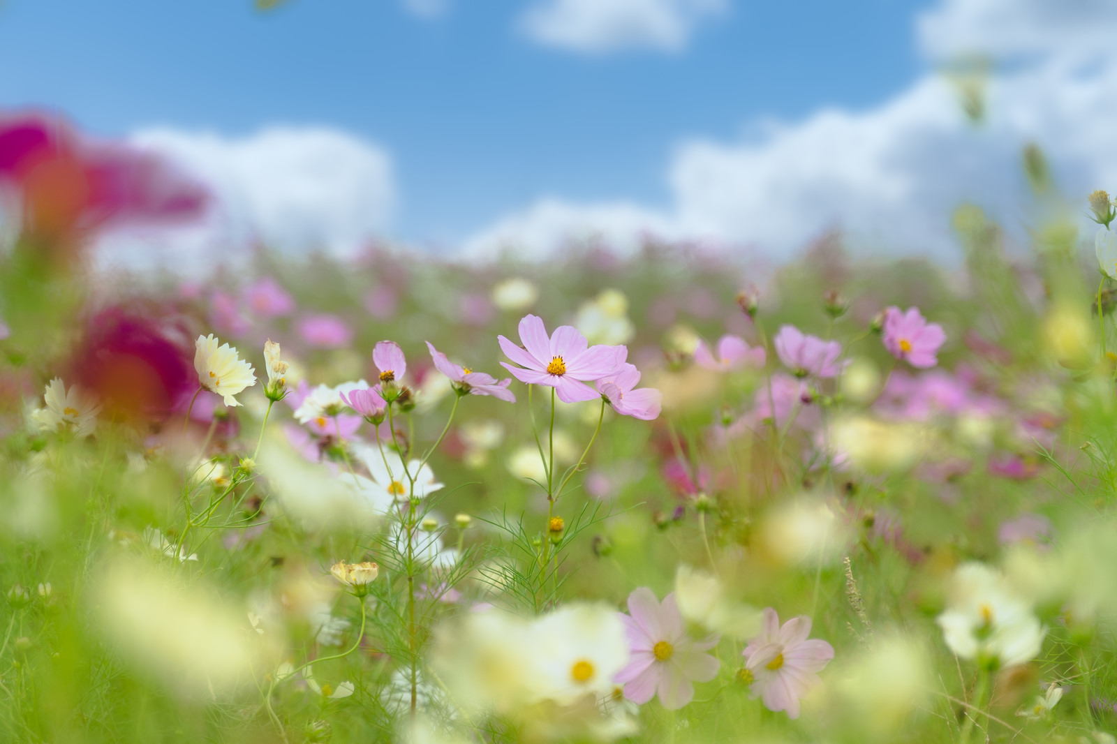 「開花するコスモス畑 | フリー素材のぱくたそ」の写真