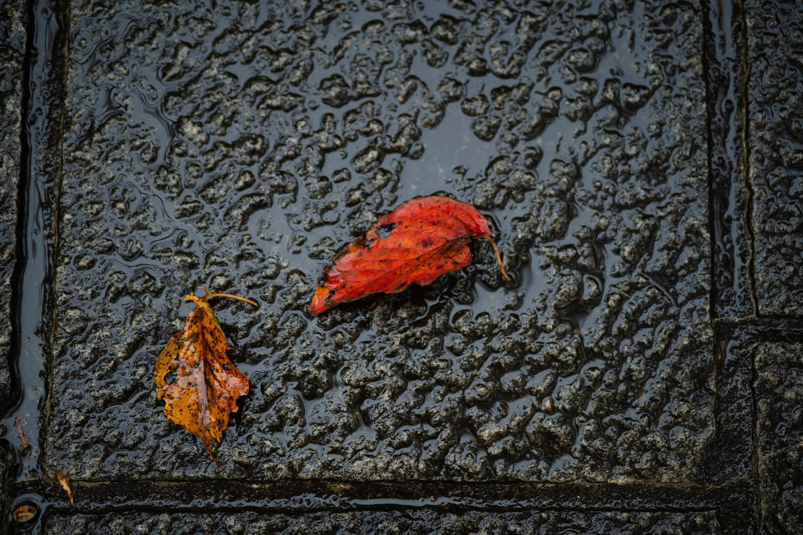 「雨上がりの地面と落ち葉」の写真