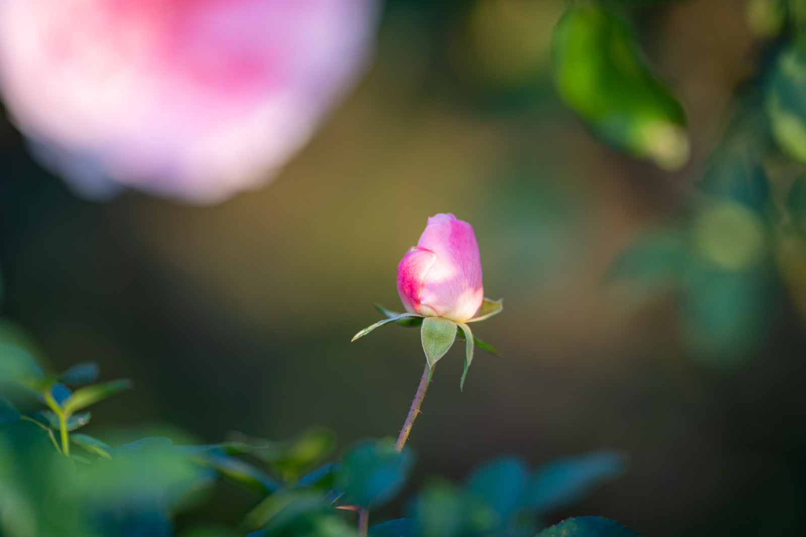 緑に包まれる蕾の写真素材 ぱくたそ