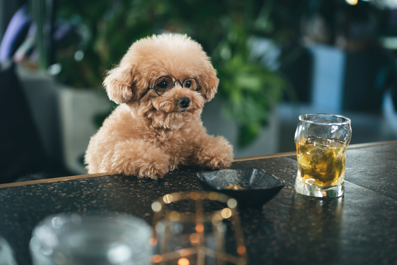 「寂しい夜にふらっとBARへ立ち寄るトイプードル | フリー素材のぱくたそ」の写真［モデル：こてつ］