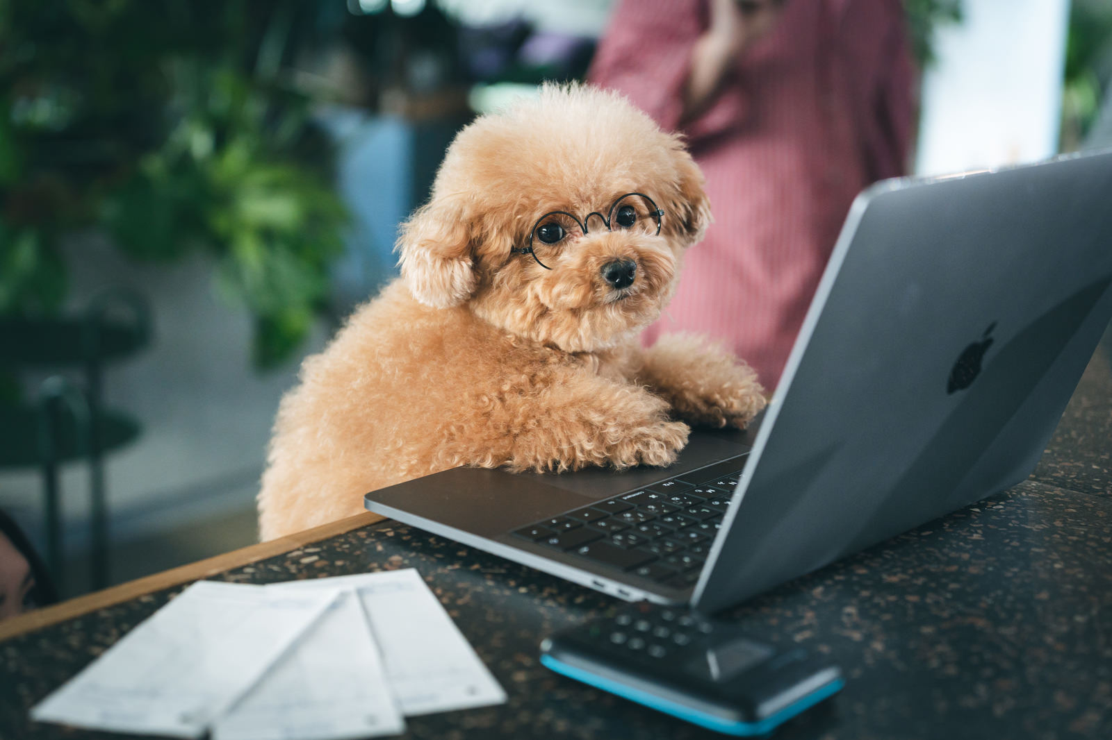 「経理のこてつ部長（犬）は、今日も締め日で大忙し | フリー素材のぱくたそ」の写真［モデル：こてつ］
