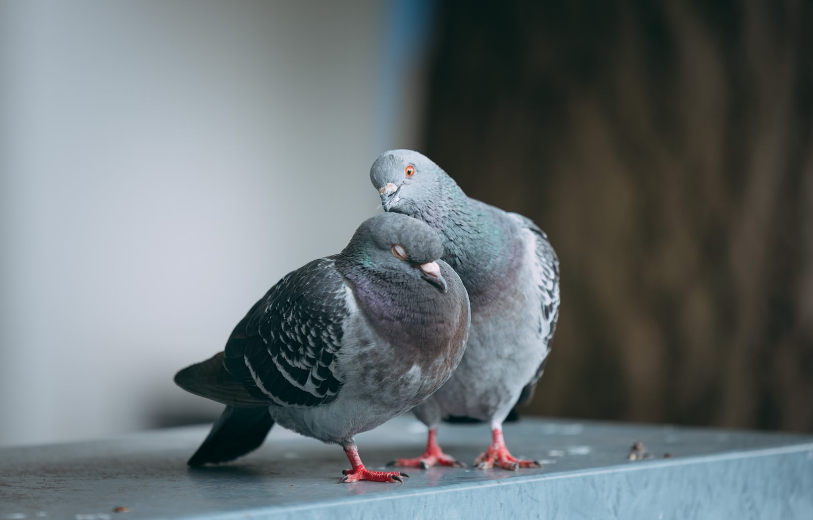 鳩ぽっぽ hatoPAUI2853-12795_TP_V.jpg