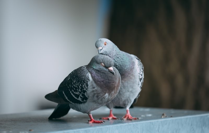 鳩ぽっぽ hatoPAUI2853-12795_TP_V4.jpg