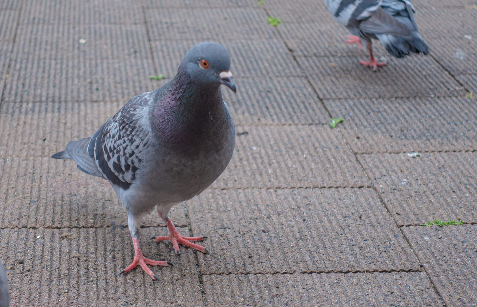 灰色のハト 鳩-Heart Hat （灰二引） | 魔界ノ風鷹