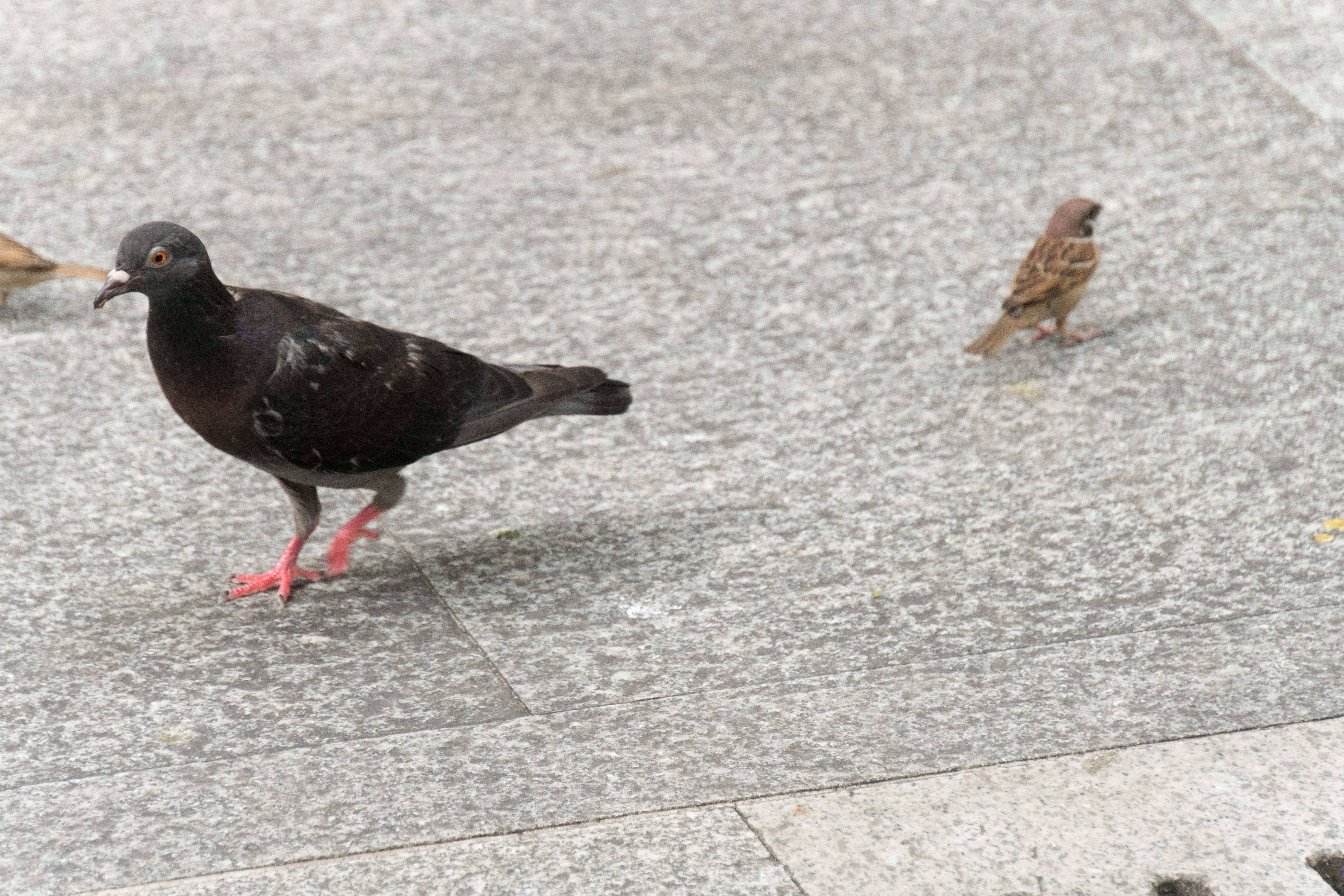 鳩と雀