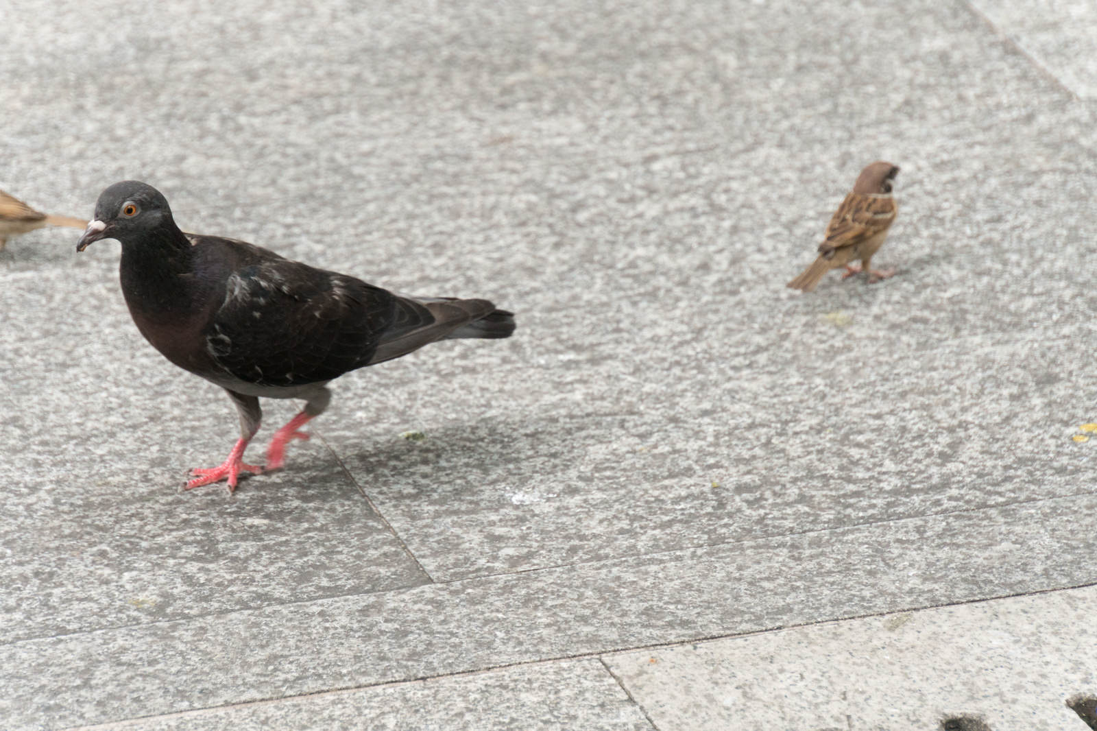 鳩と雀の写真を無料ダウンロード フリー素材 ぱくたそ