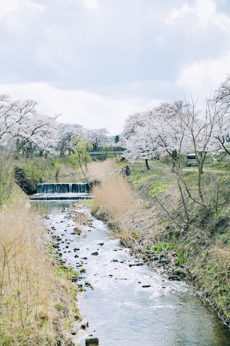「笹原川沿いに咲き誇る千本桜」の写真