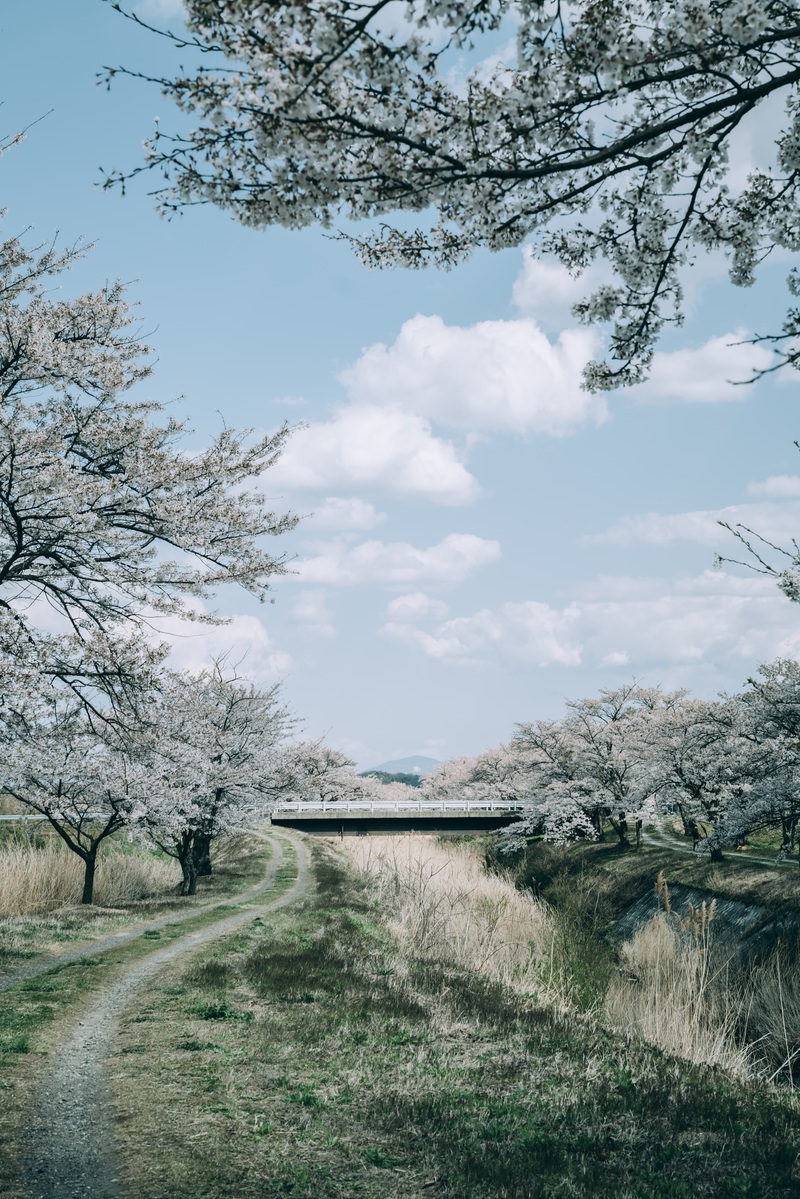 「空に浮かぶ雲と笹原川の千本桜 | フリー素材のぱくたそ」の写真