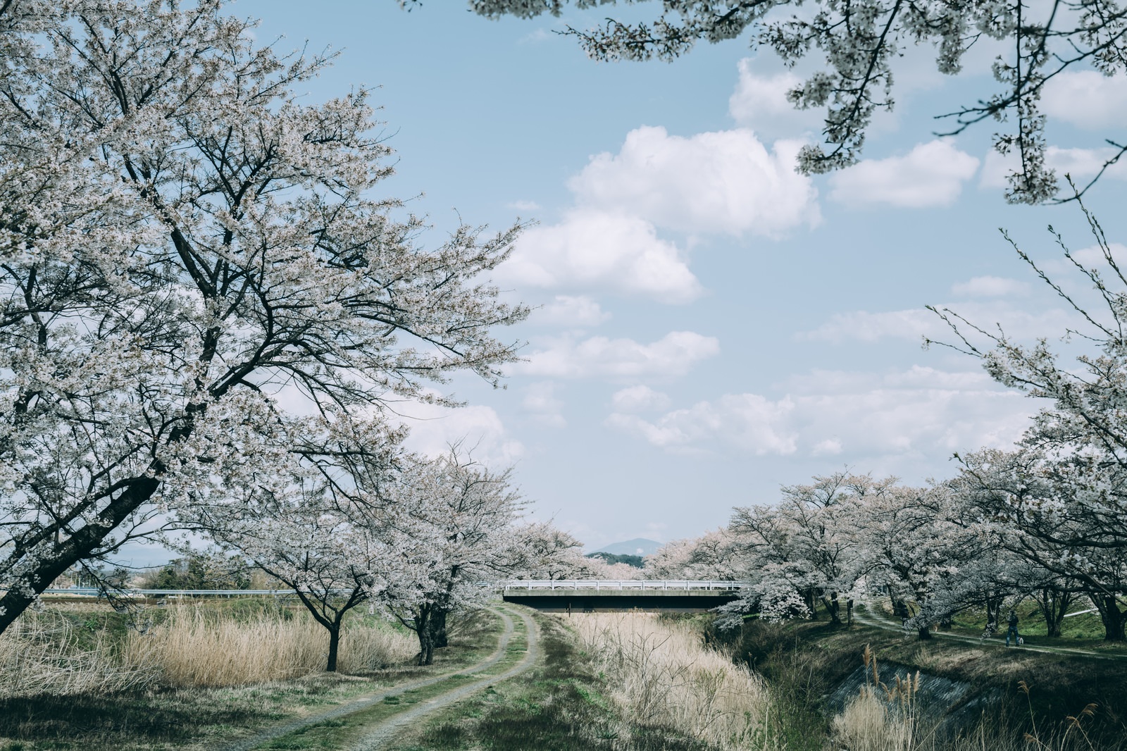 「道沿いの桜並木（笹原川千本桜） | フリー素材のぱくたそ」の写真