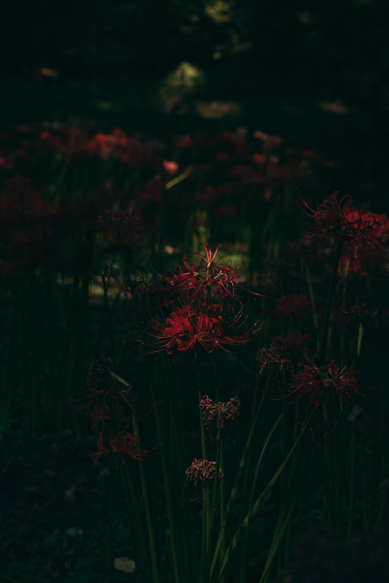 「薄暗い森に咲く彼岸花」の写真