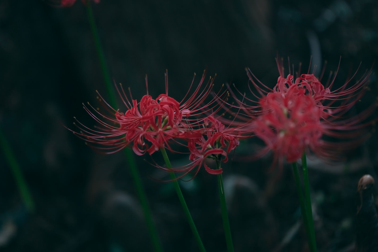 「彼岸花の季節 | フリー素材のぱくたそ」の写真