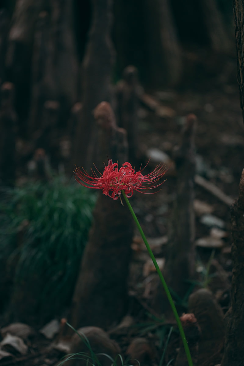 「一本だけ咲いた紅い曼珠沙華 | フリー素材のぱくたそ」の写真