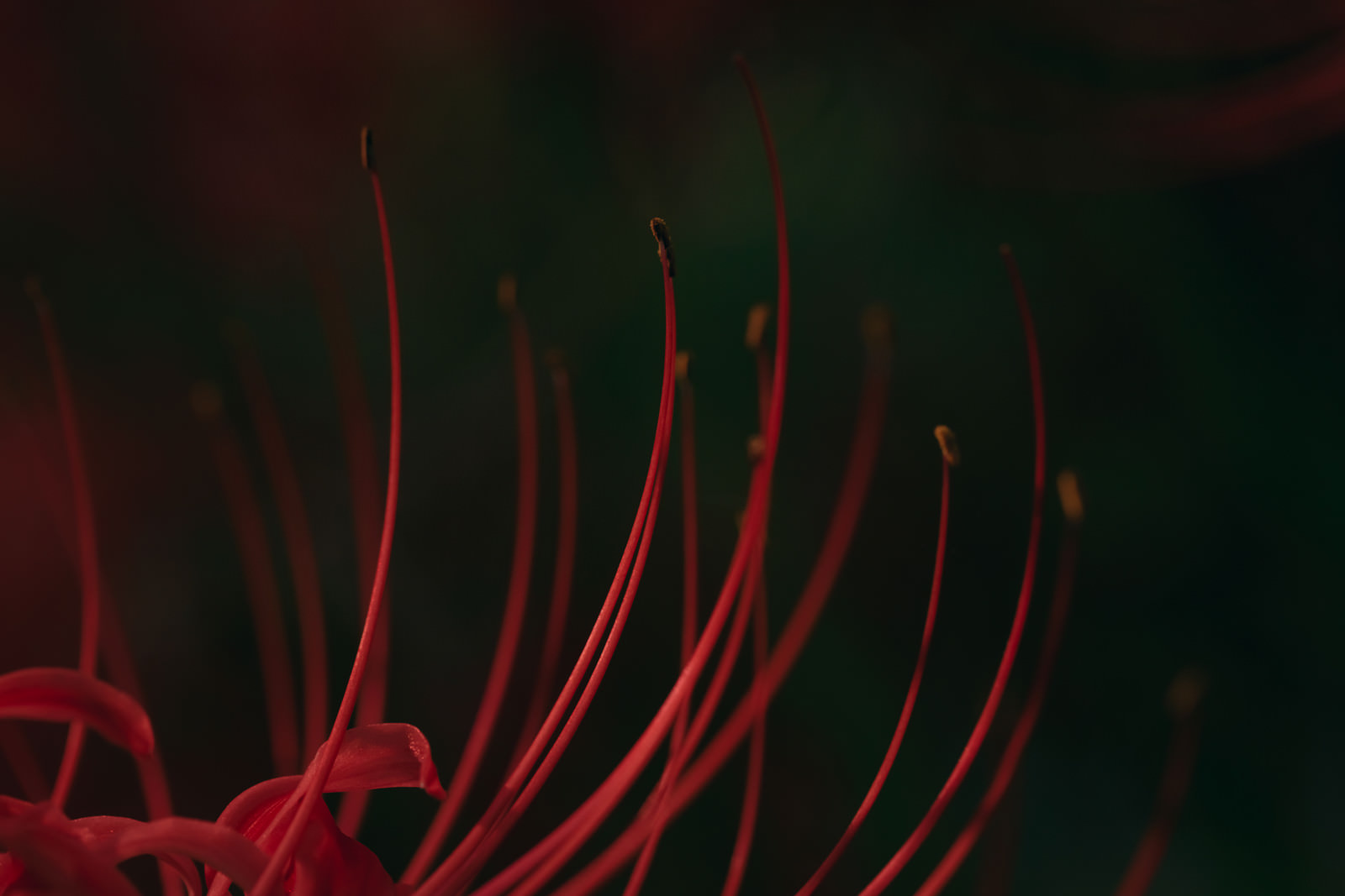 「彼岸花の雄しべ（マクロ） | フリー素材のぱくたそ」の写真