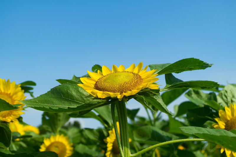 向日葵確認ページ PAK86_atusugitehenahenahimawar