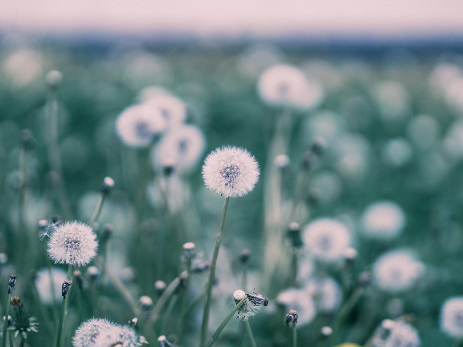 たんぽぽ 春の象徴とその利用法の無料の写真素材 - ID.87487｜フリー