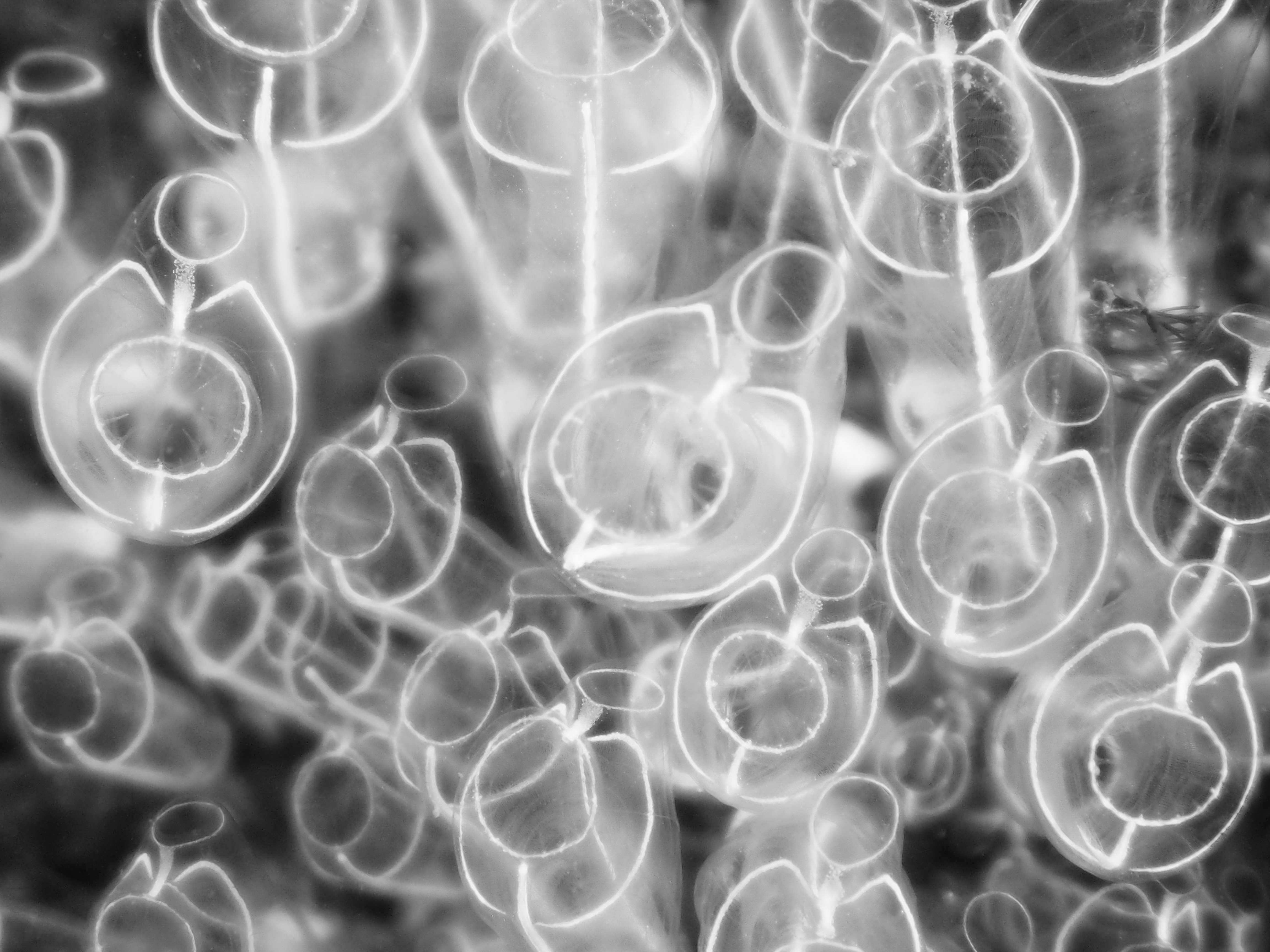 ホヤの仲間の写真 画像 を無料ダウンロード フリー素材のぱくたそ