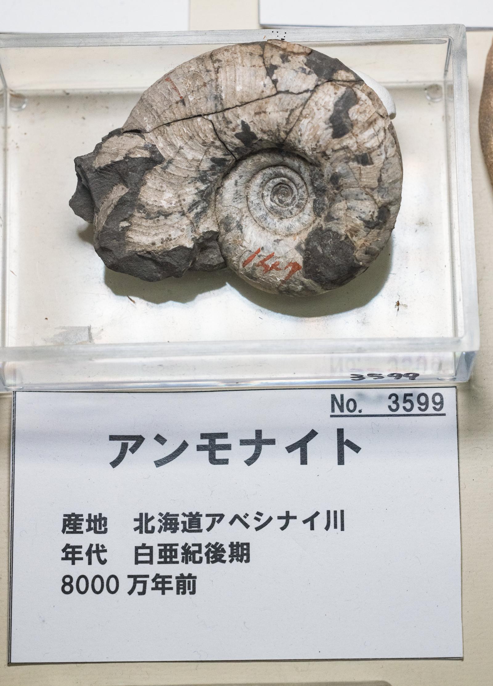 husigikann_annmonaito_kaseki_n