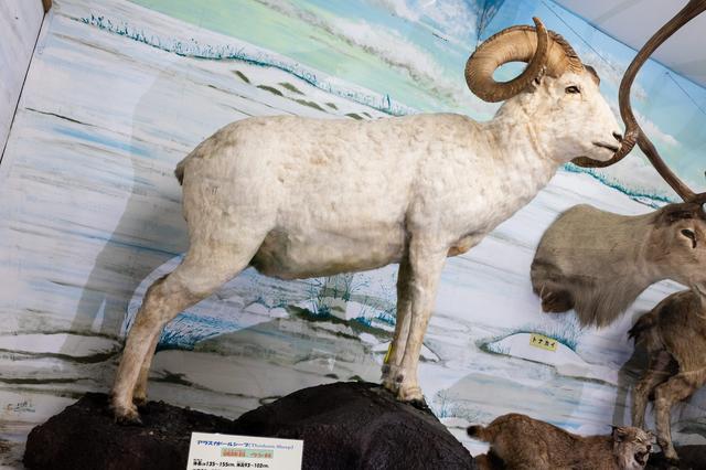 husigikann_arasukadorusipu_TP_