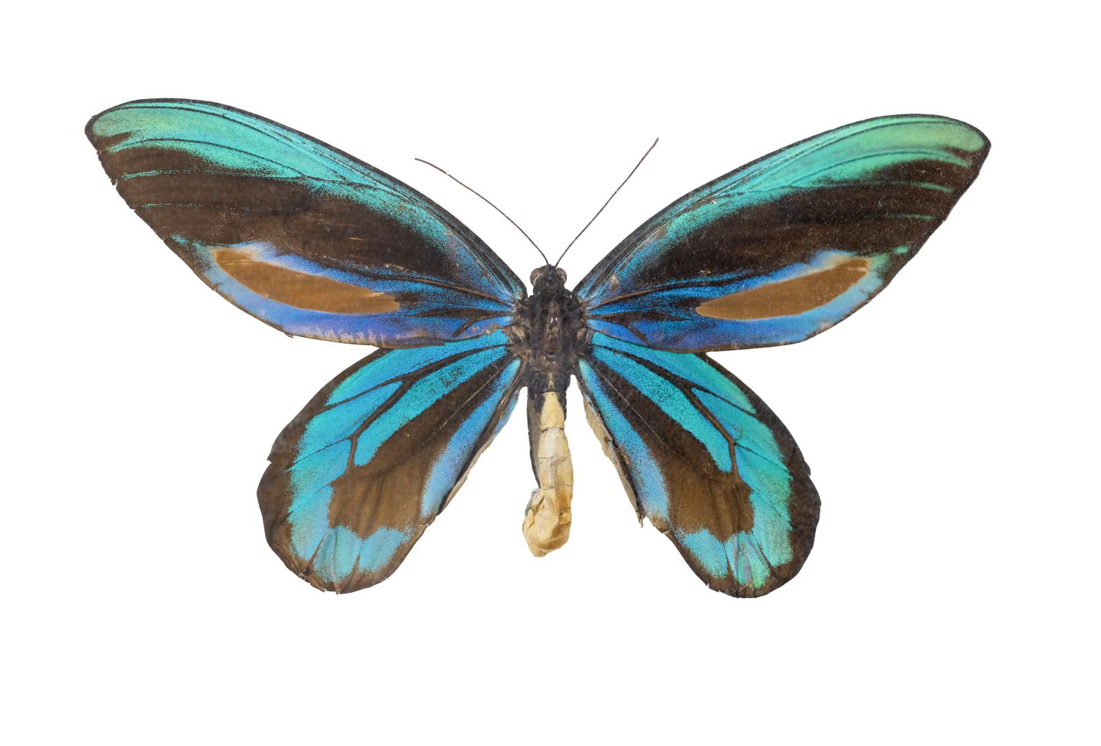 husigikann_arekisanndoatoriban