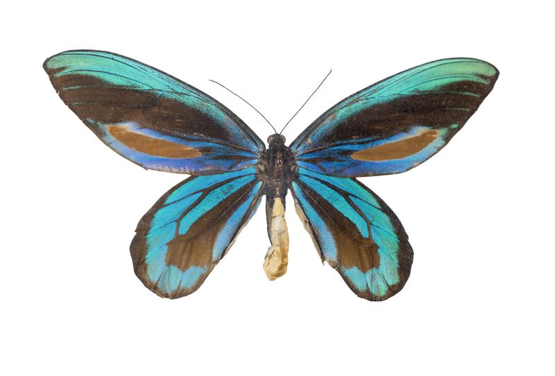 husigikann_arekisanndoatoriban