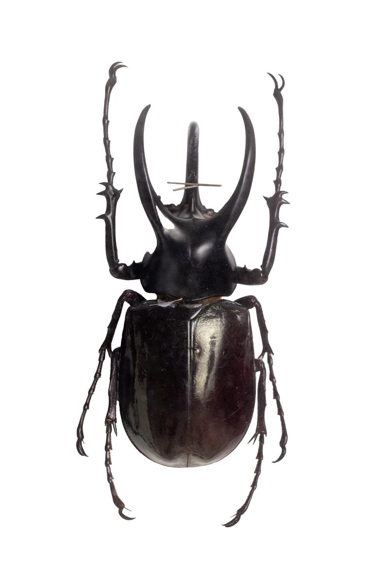 オキナワカブトムシ オス標本