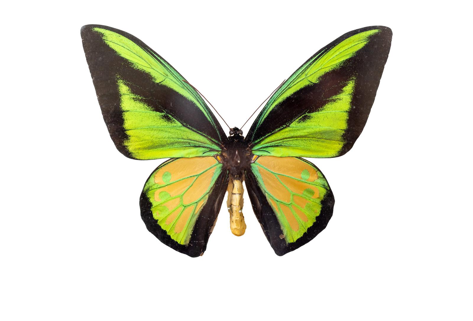 husigikann_goraiasutoribaneage