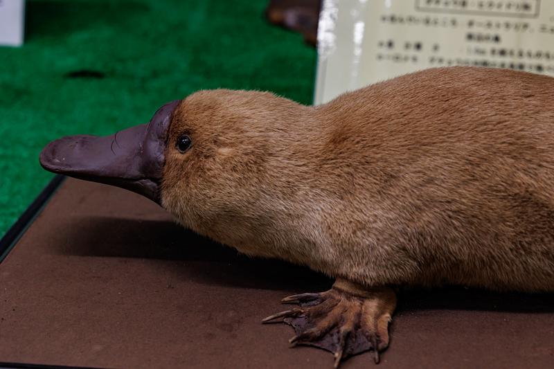 カモノハシページ husigikann_kamonohasi_TP_V4.jpg