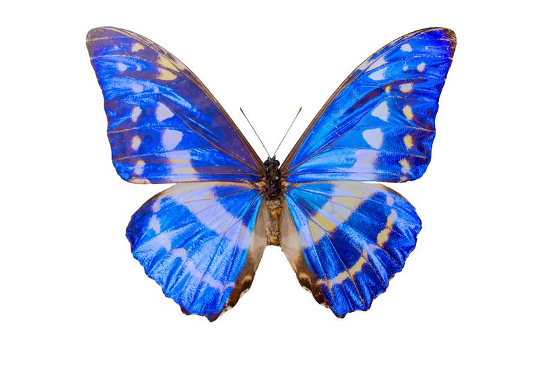 husigikann_kipurisumoruhuxo_ko