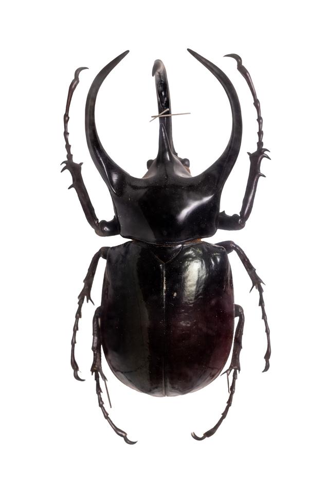 husigikann_kokasuookabuto_mare