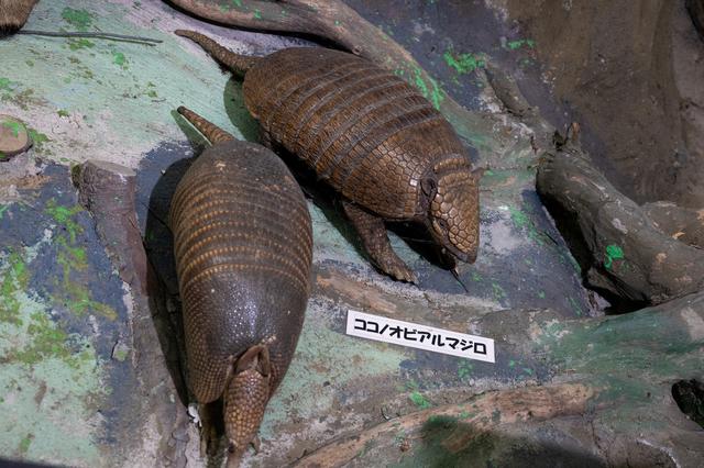 ココノオビアルマジロ　剥製 ココノオビアルマジロ剥製 】 合法品 完全体（一部修復） 木台付