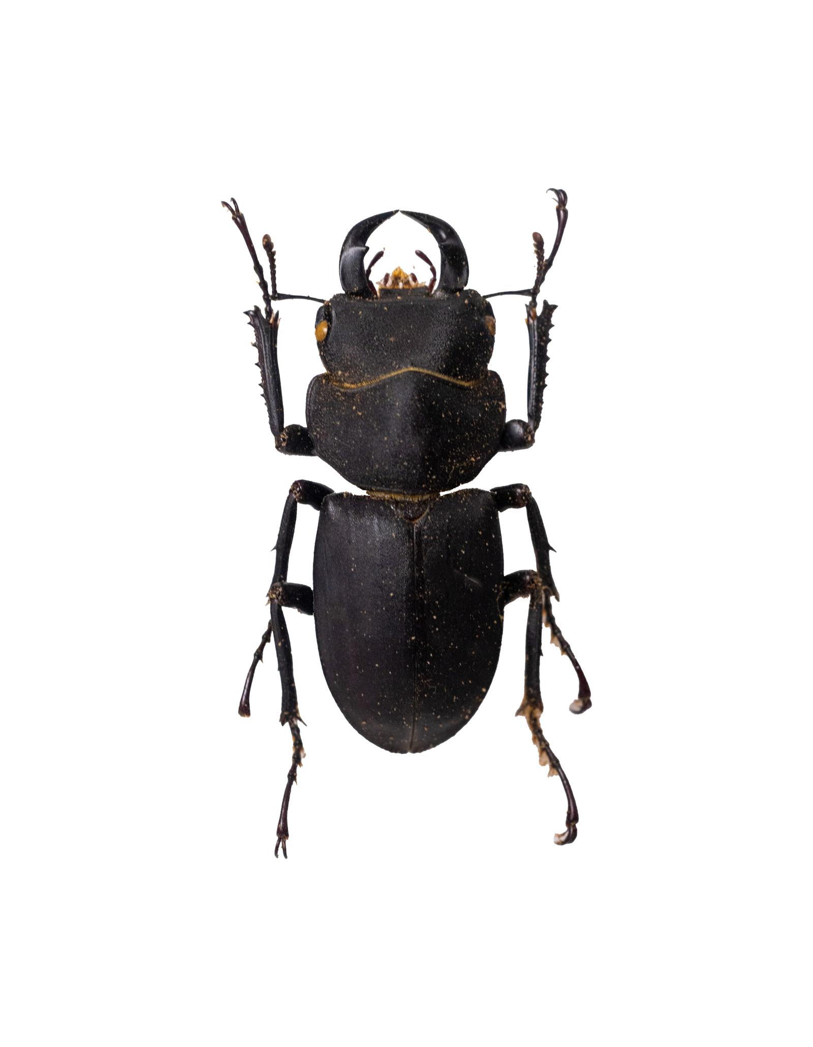 キュウシュウヒメオオクワガタ 野外品 37ミリ標本 キュウシュウヒメオオクワガタの標本の無料の写真素材 - ID