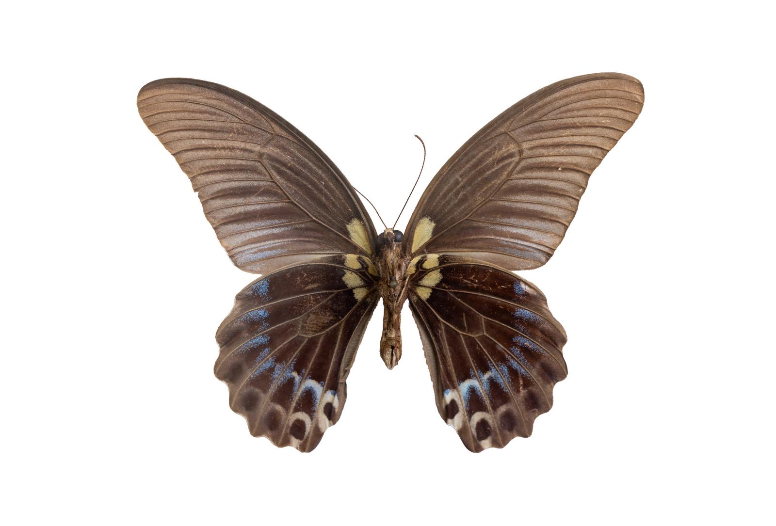 husigikann_nagasakiageha_urame