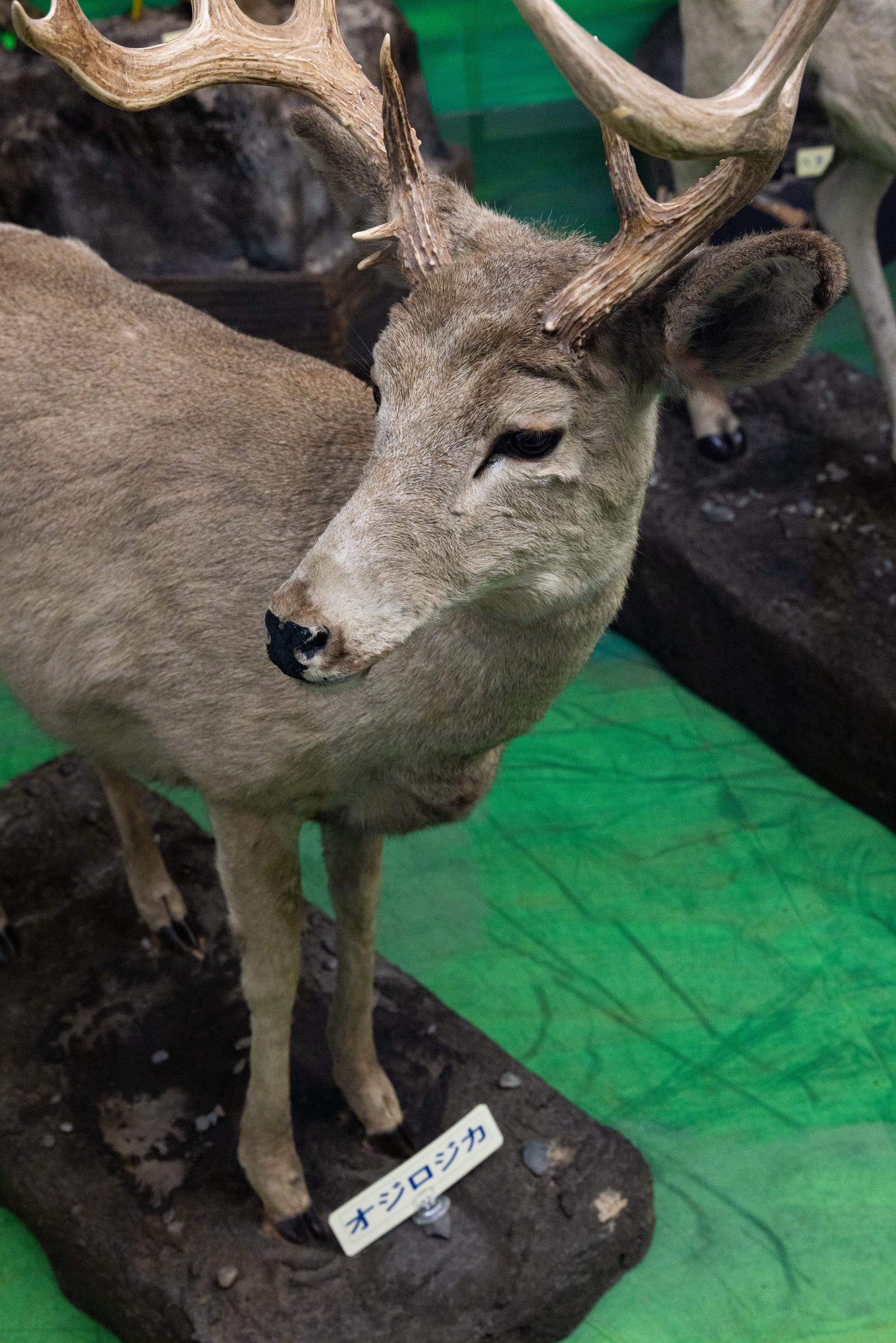オジロジカ　剥製　 優美な角を持つオジロジカの剥製の写真素材 - フリー素材ぱくたそ