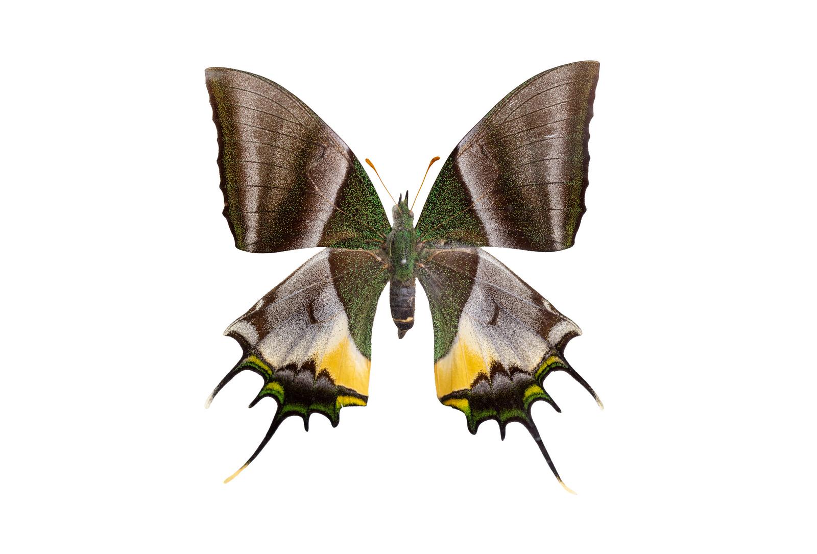 husigikann_oogonndennageha_tai