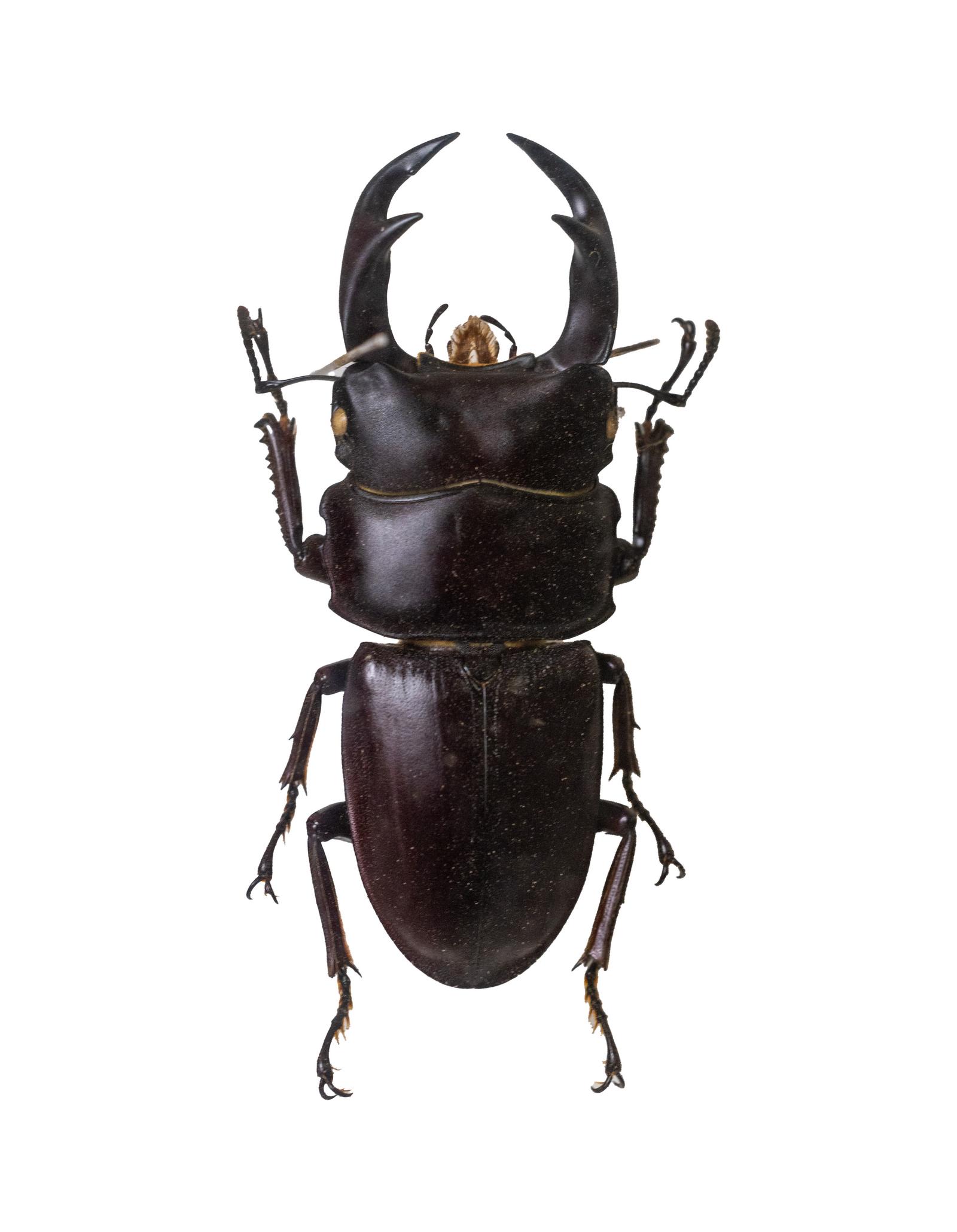 オオクワガタの標本の無料の写真素材 - ID.92624｜フリー素材 ぱくたそ