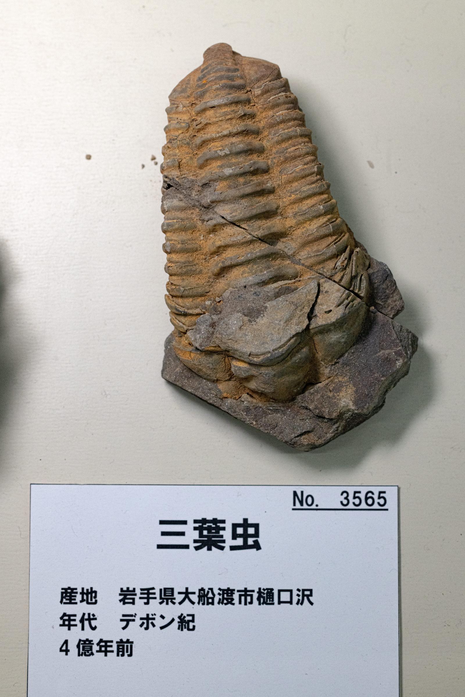 歴史を刻む三葉虫の化石の写真素材 - フリー素材ぱくたそ