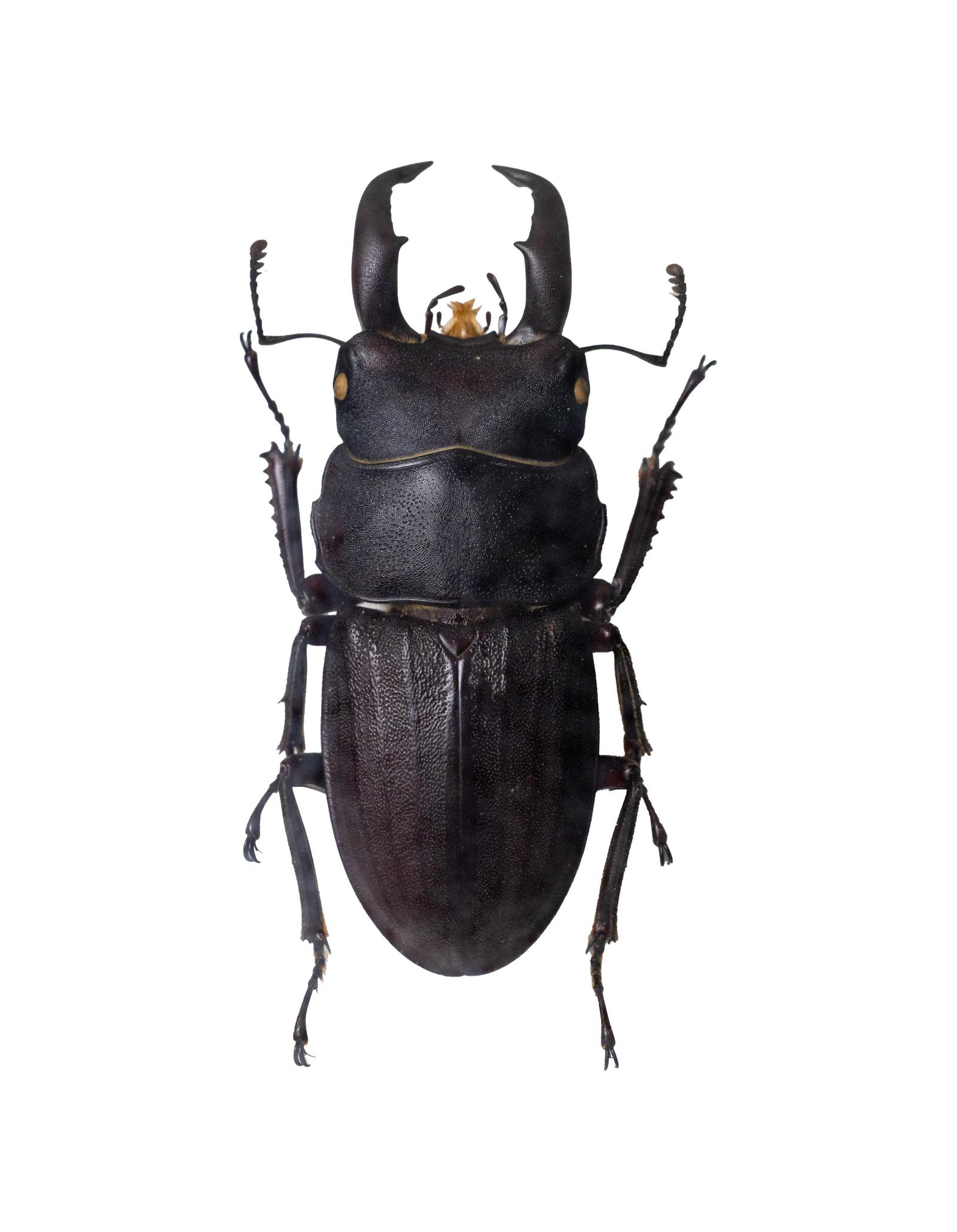 スジブトヒラタクワガタ 標本 スジブトヒラタクワガタ 特大♂67.6mm