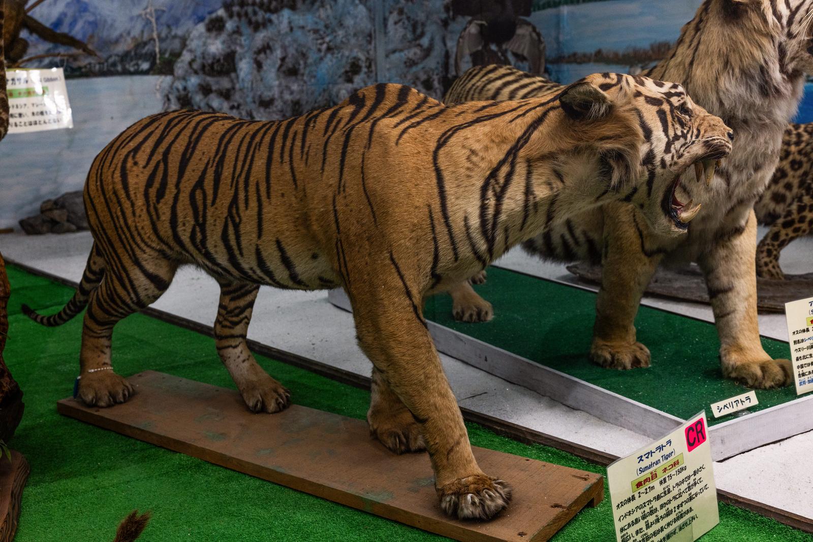 ドラド　剥製 husigikann_sumatoratora_TP_V.jpg