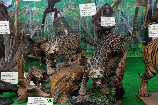 ヒョウの剥製 大型 国立科学博物館の舞台裏】標本は収蔵場所に困っても受け入れる「ここに