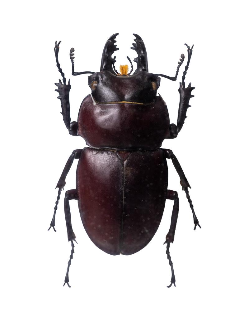 k*o様 ヤエヤママルバネクワガタ 標本 ヤエヤママルバネクワガタ ペア♂46.8mm♀42.1mm 西表島 - Insect