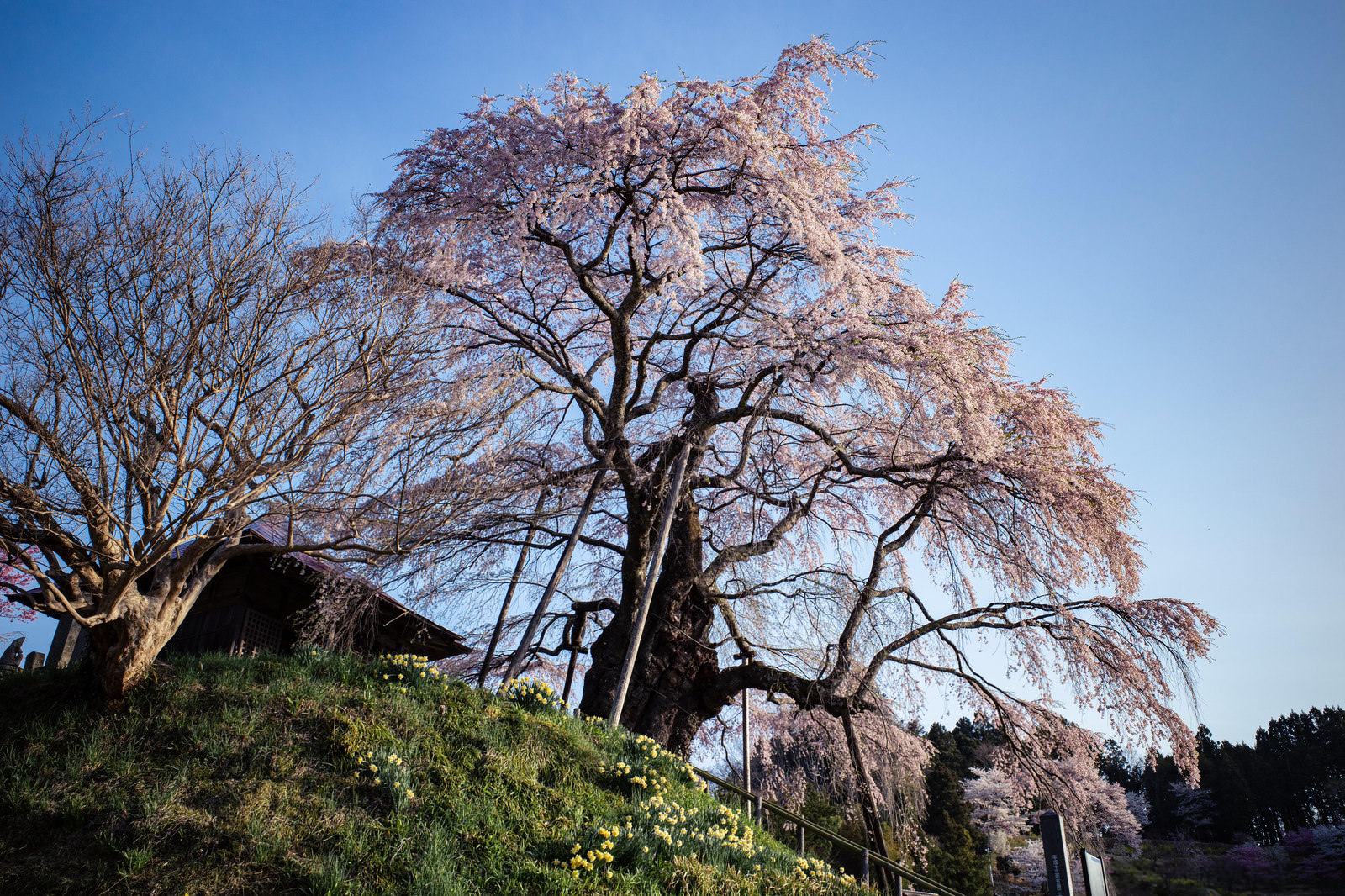 「青空と枝垂れ桜（上石の不動ザクラ） | フリー素材のぱくたそ」の写真